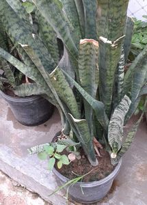 Snake Plant Combo Of 2