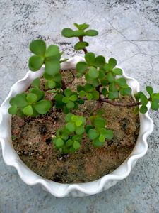 Mini Jade Succulent