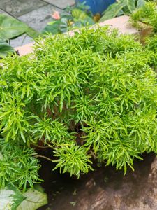 Ming Aralia Plant - Bright Green Foliage
