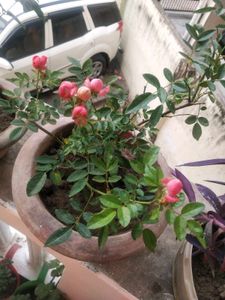 Button Rose Plant With Root