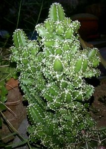 Triangle Cactus