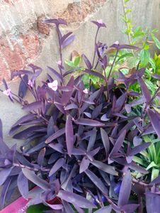11 Rare Plant