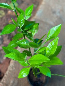 10 Live Root Plants