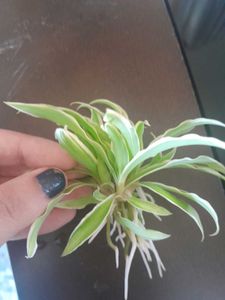 Real Spider Plant, Healthy Roots In Tiny Clay Pot