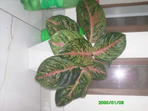 Acer Digital Camera