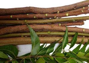 A Fresh Natural Chew Toothbrush, Neem Datun (10 P.