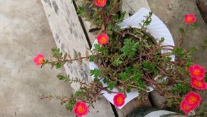 Portulaca Plant Cutting -Dark Peach Colour
