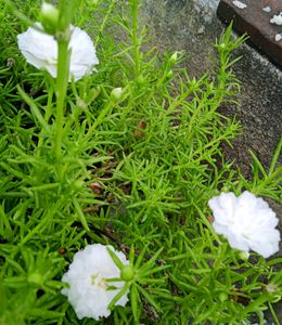 PORTUCULA PLANT (COMBO)