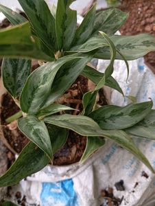 Aglaonema Silver Bay Plant