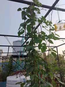 Foot Long Beans Seeds