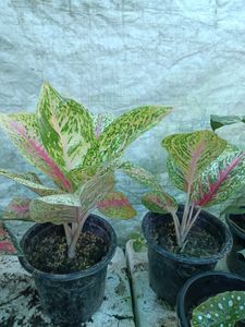 Aglaonema Twinkle Pink Plant