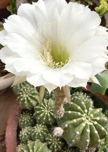 Easter Lily Cactus