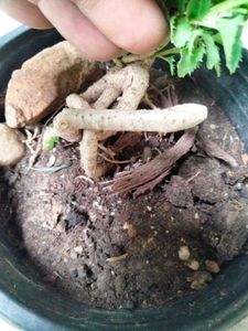 Bonsai And Mix Plants