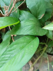 Two Varieties Of Money Plant (Cutting,Three Each)