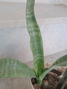 Snake Plant
