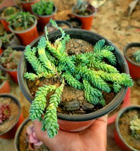 succulent variety