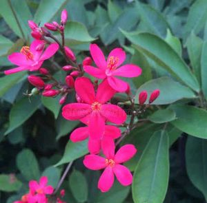 Peregrina Flowering Evergreen Plant
