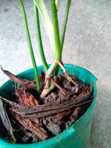 Indoor And Varigated Plants Combo