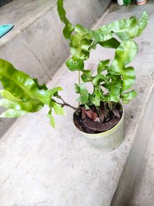 Varities Of Air Purifying Combo