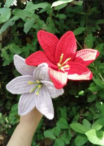 Beautiful Lily Flowers