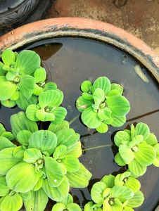 Water Plants 8