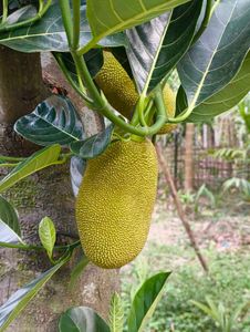 Organic Jackfruit