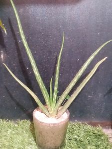 Real Mini Aloe Vera Plant With Glass Pot
