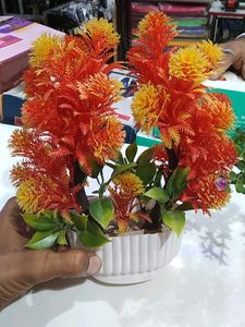 Make Offer 🔥 Plants