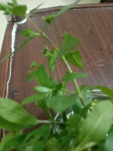 Brungraaj plant And Leaves
