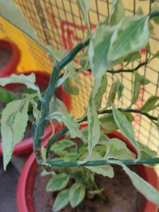 Variegated Devil&#39;s Backbone Plant