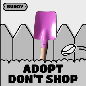 Buddy the Backyard Hero Pack Of 3