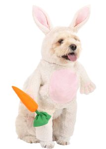 small dog and cat  Rabbit Dress