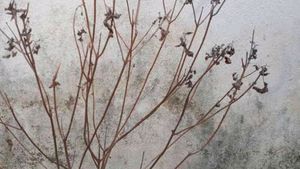 Tulsi Dry Lkdi  For Pooja
