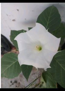 Dhatura Shankar Priye