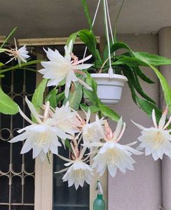 Brahma Kamal - Queen of the Night Epiphyllum