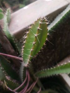 Red Drigon Plant Cutting Only Single Piece