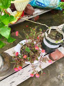 Portulaca Plant Cutting -Dark Peach Colour