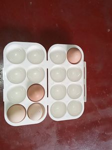 Egg Holder
