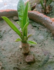 Plumeria/ Champa Plant