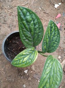 Monstera Peru Plant