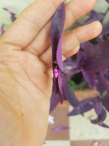 Purple Heart Plant