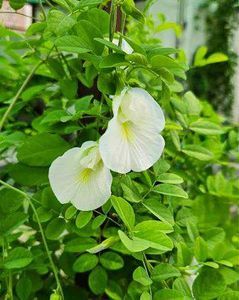 100 seeds aprajita total