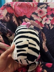 tracey the zebra
