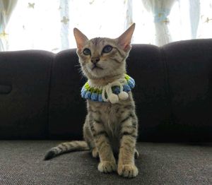 Crochet Tulip Cat Collar 🐈🌷