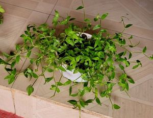 Pack 2 Turtle Vine &amp; Pandanus veitchii Plant 🌵