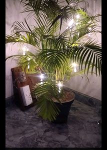 Diwali Lights Long Bulb