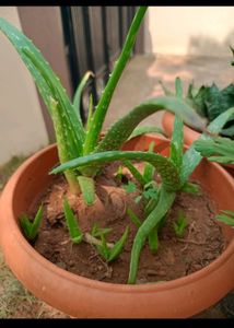 Combo Of 5 Plants