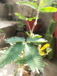 Touch Me Not Is Called ( Chui-Mui ) Plant