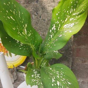 Plant