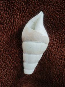 White Seashell 100/150 Year Old.